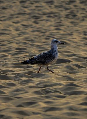 Seagull