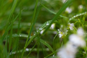 Rain on Grass